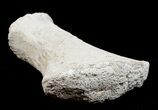 Mosasaur Paddle Bone - Cretaceous Apex Predator #3408-2